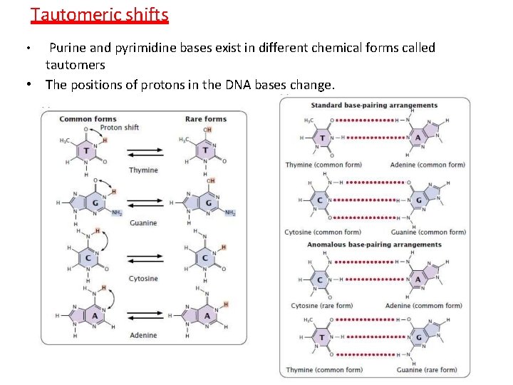 Tautomeric shifts Purine and pyrimidine bases exist in different chemical forms called tautomers •
