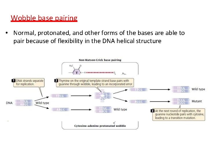 Wobble base pairing • Normal, protonated, and other forms of the bases are able