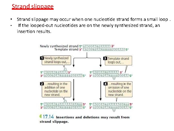 Strand slippage • Strand slippage may occur when one nucleotide strand forms a small