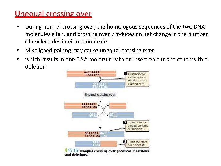 Unequal crossing over • During normal crossing over, the homologous sequences of the two