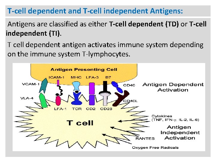 T-cell dependent and T-cell independent Antigens: Antigens are classified as either T-cell dependent (TD)