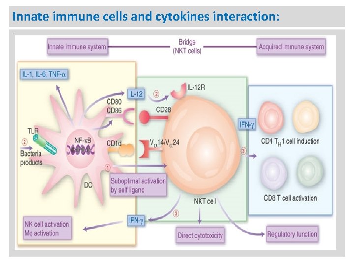 Innate immune cells and cytokines interaction: n 