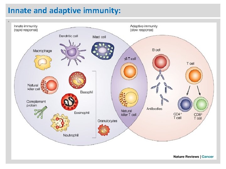 Innate and adaptive immunity: n 