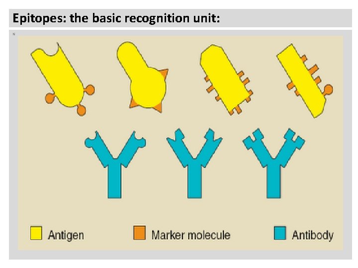 Epitopes: the basic recognition unit: N 