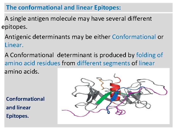 The conformational and linear Epitopes: A single antigen molecule may have several different epitopes.