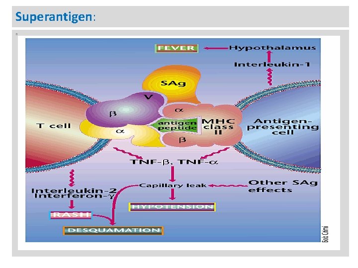 Superantigen: n 