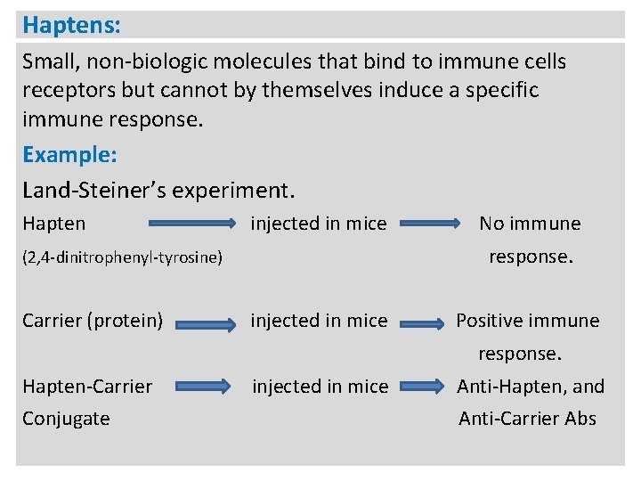 Haptens: Small, non-biologic molecules that bind to immune cells receptors but cannot by themselves