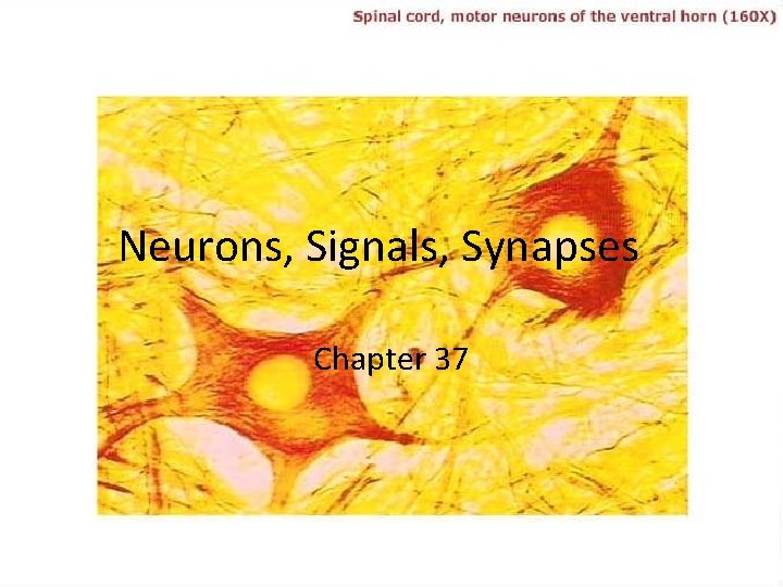 Neurons, Signals, Synapses Chapter 37 