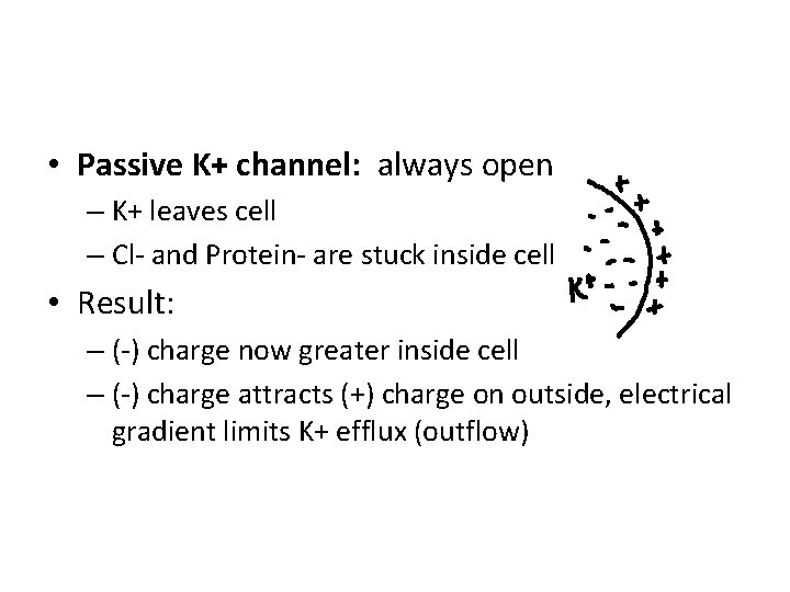  • Passive K+ channel: always open – K+ leaves cell – Cl- and