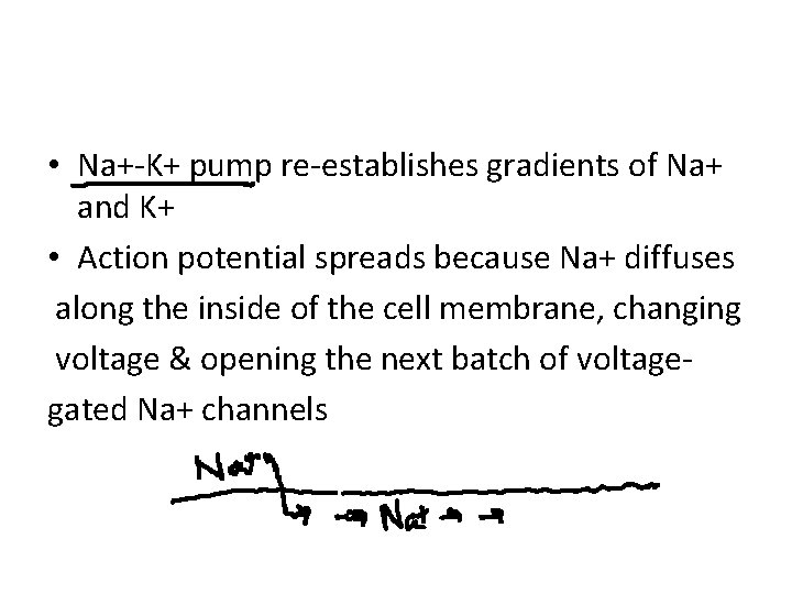  • Na+-K+ pump re-establishes gradients of Na+ and K+ • Action potential spreads