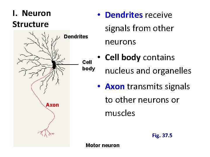 I. Neuron Structure Dendrites • Dendrites receive signals from other neurons • Cell body