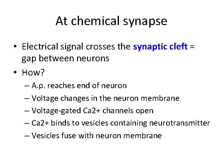 At chemical synapse • Electrical signal crosses the synaptic cleft = gap between neurons