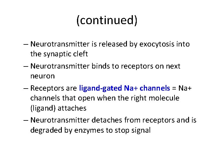 (continued) – Neurotransmitter is released by exocytosis into the synaptic cleft – Neurotransmitter binds