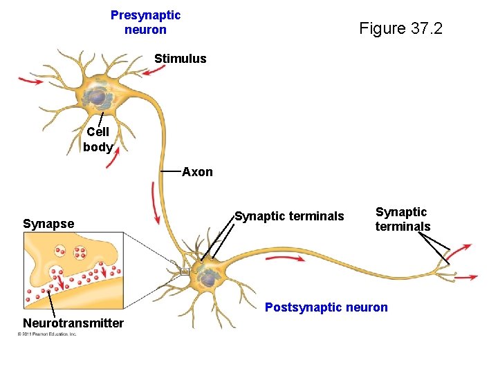 Presynaptic neuron Figure 37. 2 Stimulus Cell body Axon Synapse Synaptic terminals Postsynaptic neuron