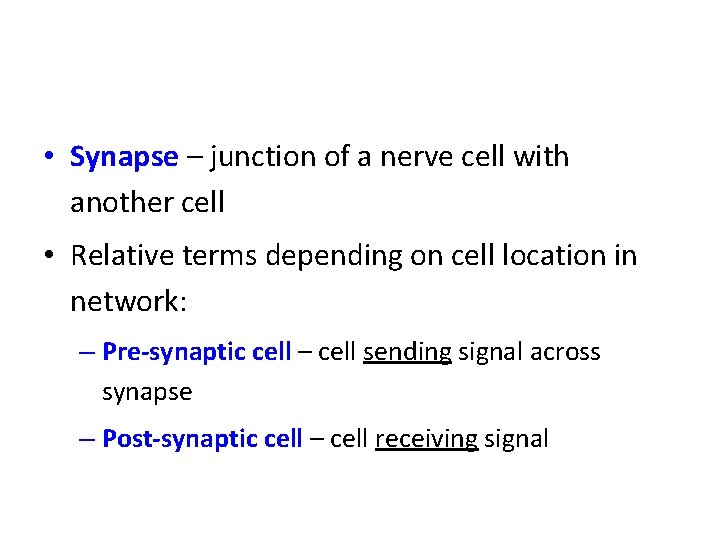  • Synapse – junction of a nerve cell with another cell • Relative