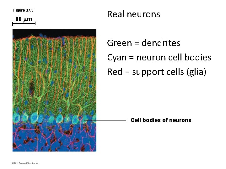 Figure 37. 3 80 m Real neurons Green = dendrites Cyan = neuron cell