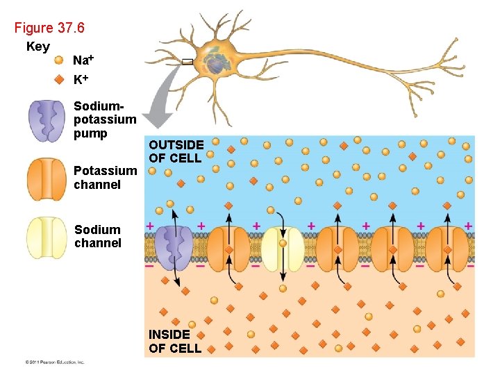 Figure 37. 6 Key Na K Sodiumpotassium pump Potassium channel OUTSIDE OF CELL Sodium