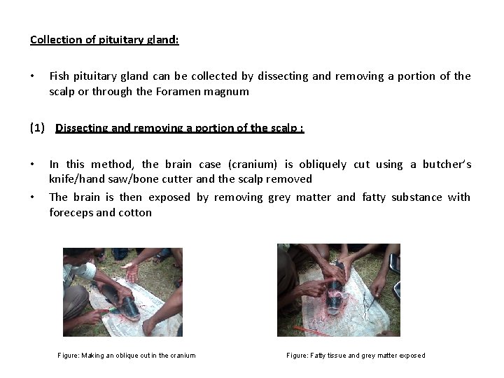 Collection of pituitary gland: • Fish pituitary gland can be collected by dissecting and