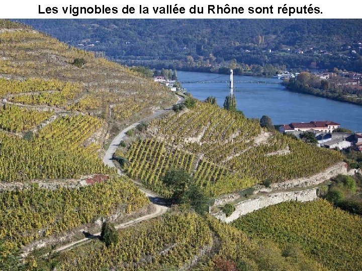 Les vignobles de la vallée du Rhône sont réputés. 