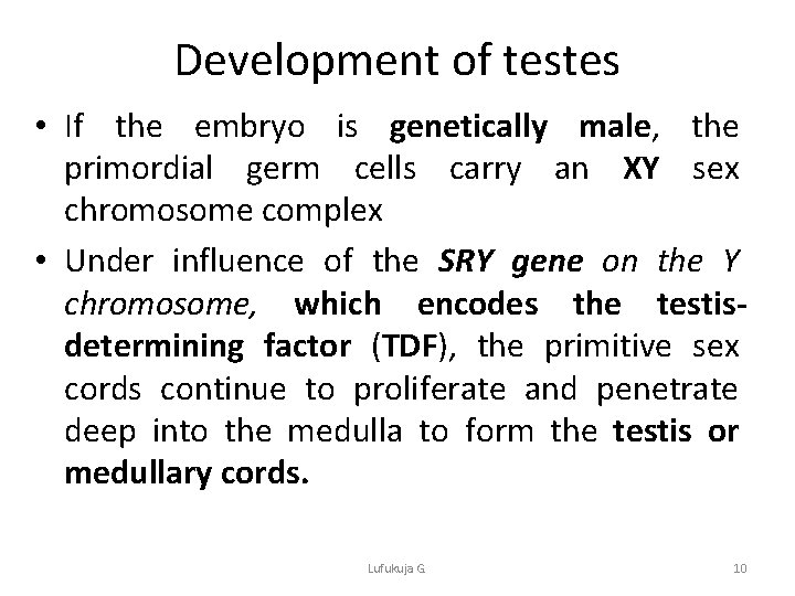 Development of testes • If the embryo is genetically male, the primordial germ cells