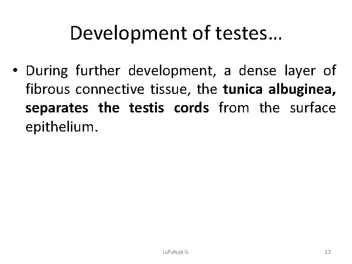 Development of testes… • During further development, a dense layer of fibrous connective tissue,