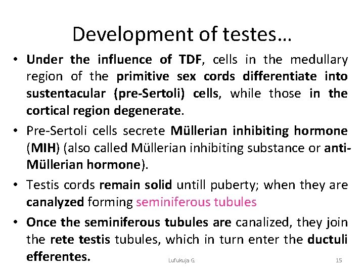 Development of testes… • Under the influence of TDF, cells in the medullary region