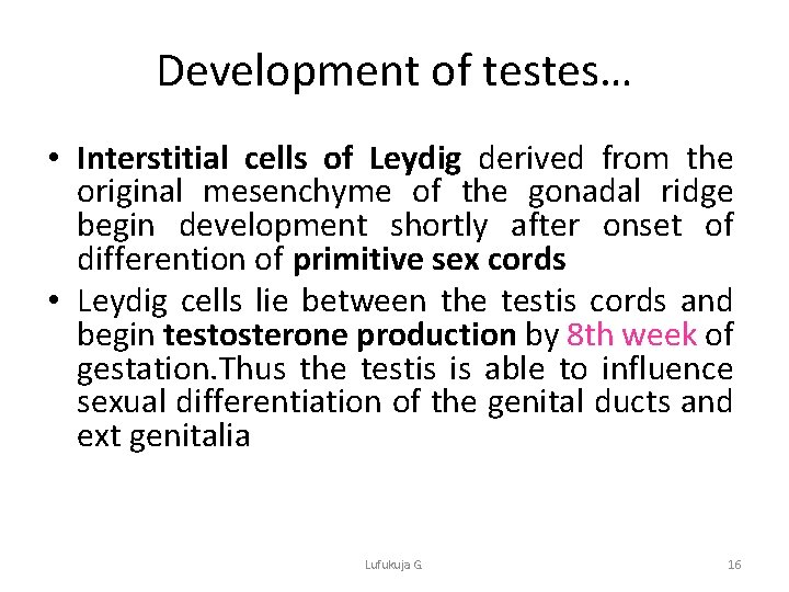 Development of testes… • Interstitial cells of Leydig derived from the original mesenchyme of