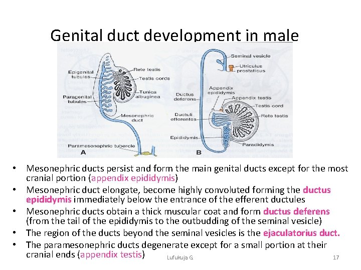 Genital duct development in male • Mesonephric ducts persist and form the main genital