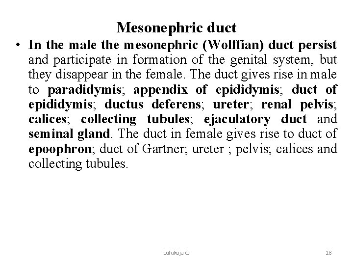 Mesonephric duct • In the male the mesonephric (Wolffian) duct persist and participate in