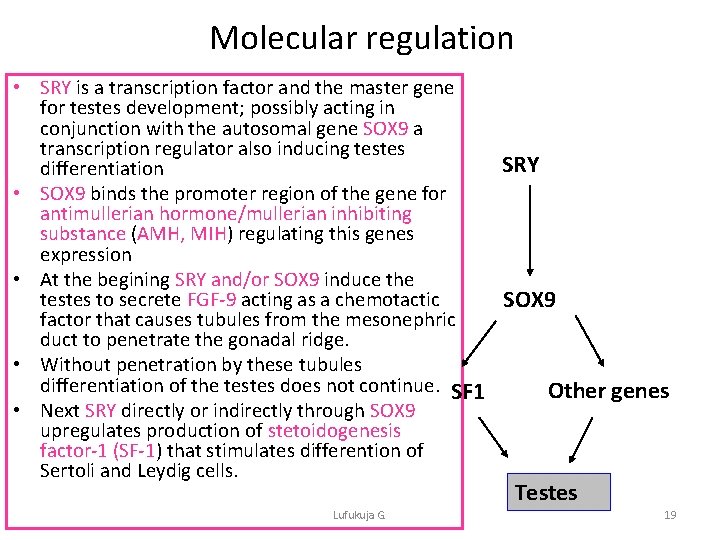 Molecular regulation • SRY is a transcription factor and the master gene for testes