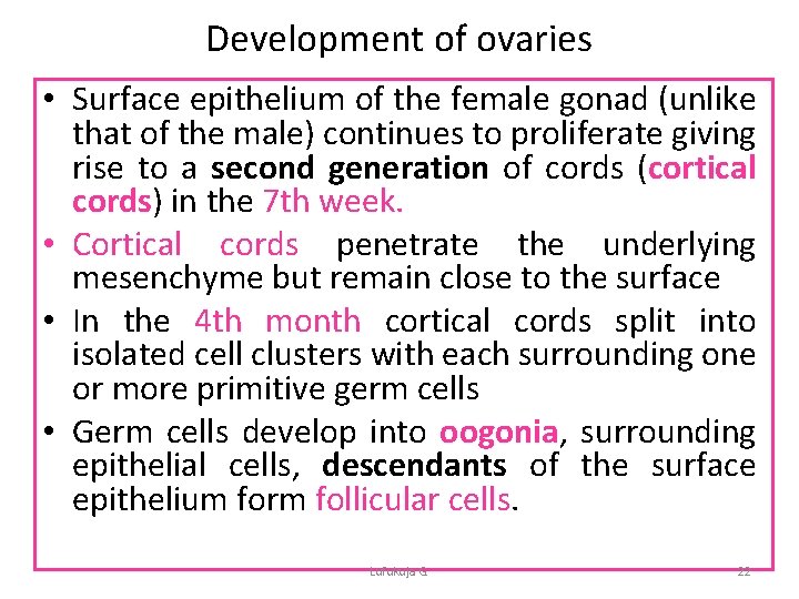 Development of ovaries • Surface epithelium of the female gonad (unlike that of the