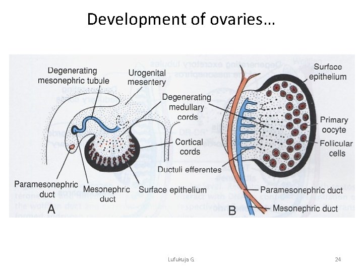 Development of ovaries… Lufukuja G. 24 