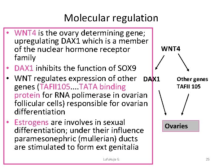 Molecular regulation • WNT 4 is the ovary determining gene; upregulating DAX 1 which