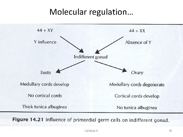 Molecular regulation… Lufukuja G. 26 