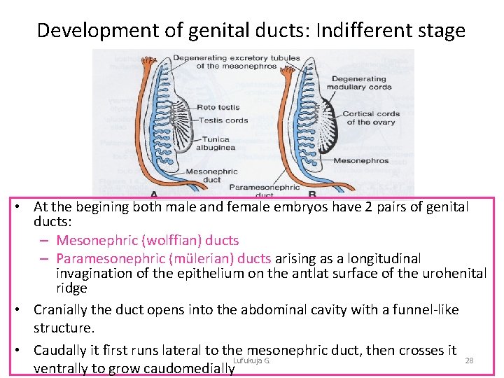 Development of genital ducts: Indifferent stage • At the begining both male and female