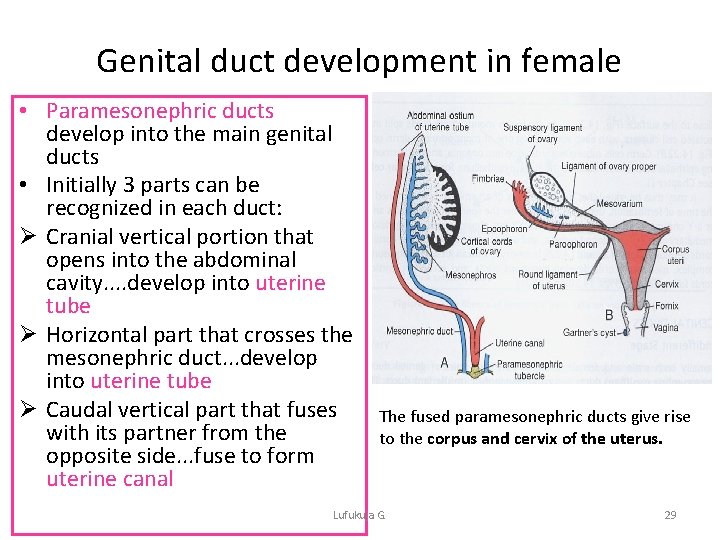 Genital duct development in female • Paramesonephric ducts develop into the main genital ducts