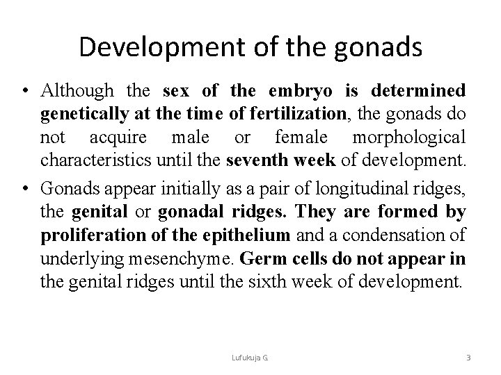 Development of the gonads • Although the sex of the embryo is determined genetically