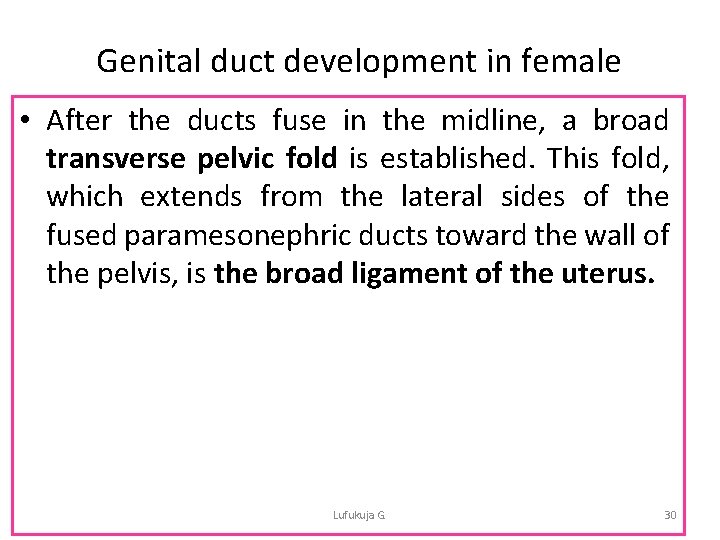 Genital duct development in female • After the ducts fuse in the midline, a