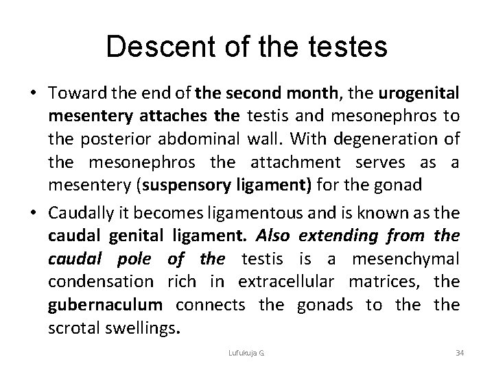 Descent of the testes • Toward the end of the second month, the urogenital