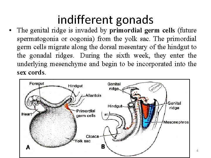 indifferent gonads • The genital ridge is invaded by primordial germ cells (future spermatogonia