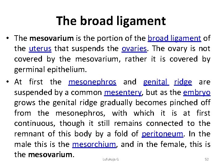 The broad ligament • The mesovarium is the portion of the broad ligament of