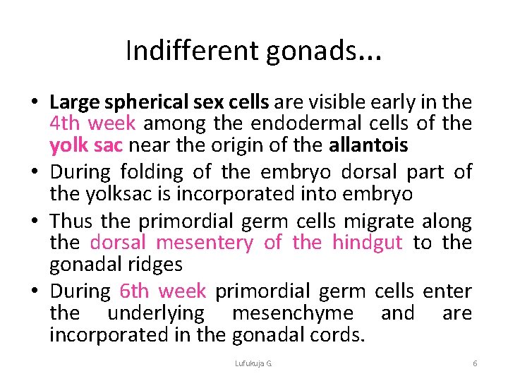 Indifferent gonads… • Large spherical sex cells are visible early in the 4 th