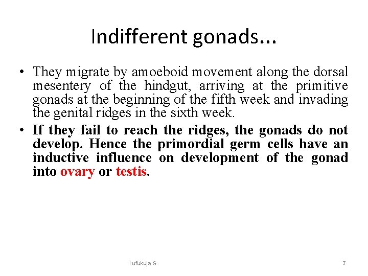 Indifferent gonads… • They migrate by amoeboid movement along the dorsal mesentery of the