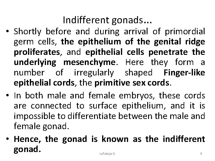 Indifferent gonads… • Shortly before and during arrival of primordial germ cells, the epithelium