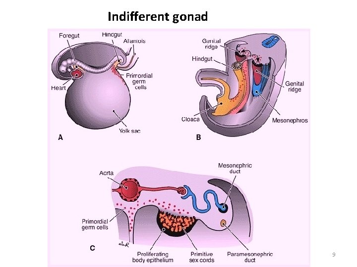 Indifferent gonad Lufukuja G. 9 