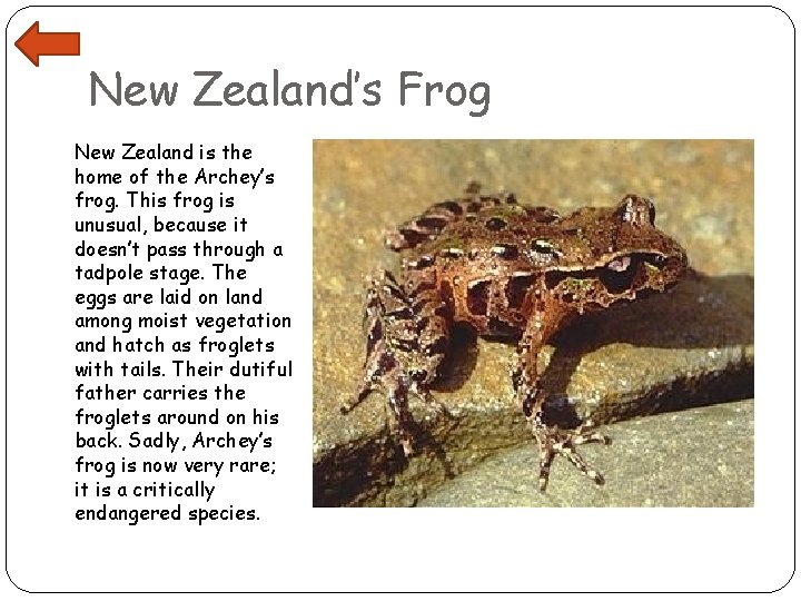 New Zealand’s Frog New Zealand is the home of the Archey’s frog. This frog
