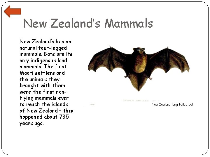 New Zealand’s Mammals New Zealand’s has no natural four-legged mammals. Bats are its only