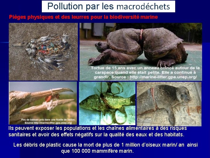 Pollution par les macrodéchets Pièges physiques et des leurres pour la biodiversité marine Ils