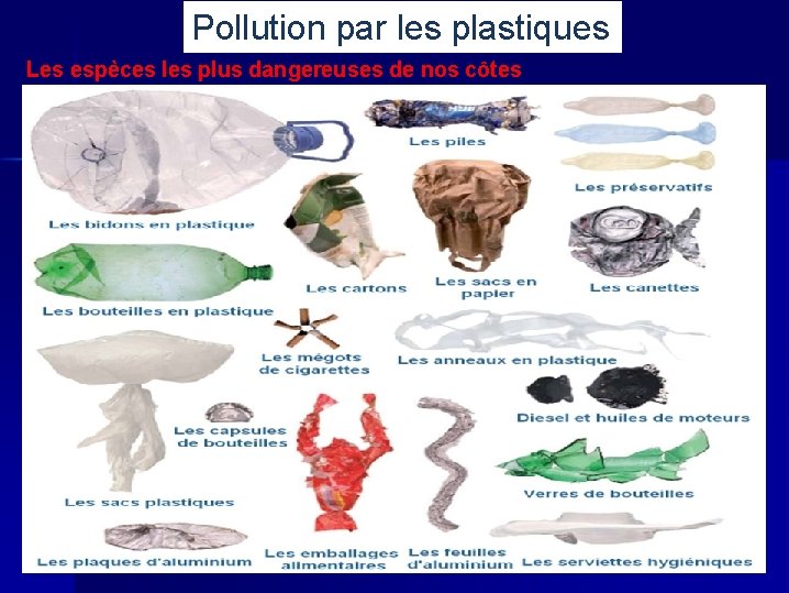 Pollution par les plastiques Les espèces les plus dangereuses de nos côtes 