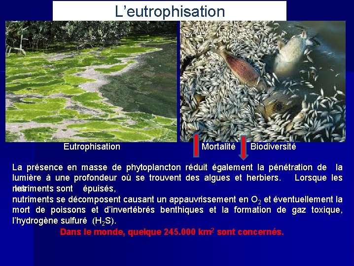 L’eutrophisation Eutrophisation Mortalité Biodiversité La présence en masse de phytoplancton réduit également la pénétration